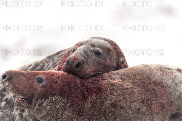 Grey seals (Halichoerus grypus)