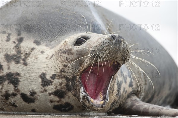 Grey seal (Halichoerus grypus)