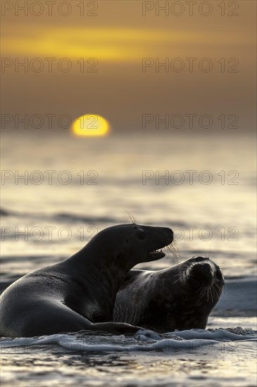 Grey seals (Halichoerus grypus)