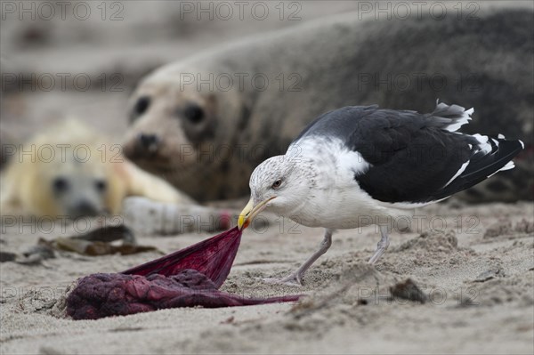 Great black-backed gull (Larus marinus) eating placenta