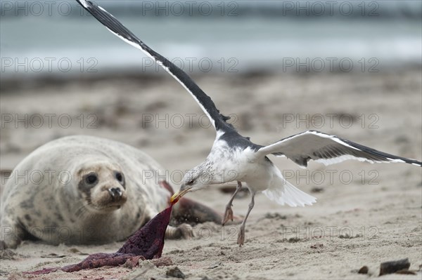 Great black-backed gull (Larus marinus) eating placenta