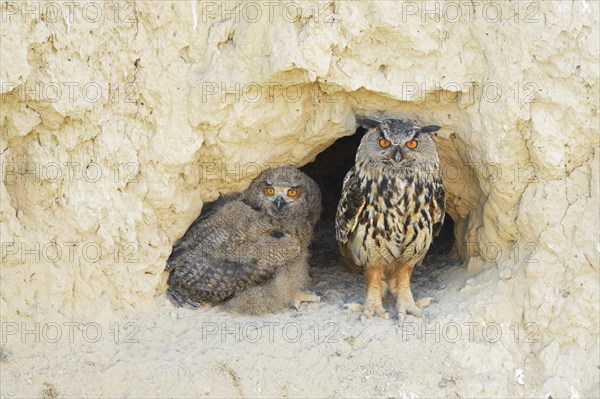 Eurasian eagle-owl (Bubo bubo) adult with fledgling