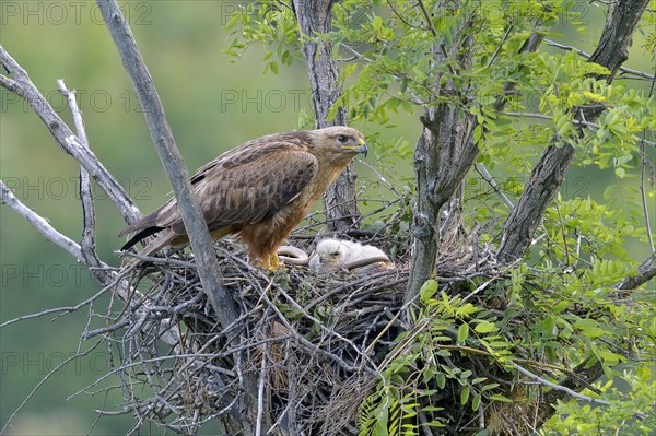 Long-legged buzzard (Buteo rufinus)