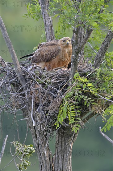 Long-legged buzzard (Buteo rufinus) female in nest