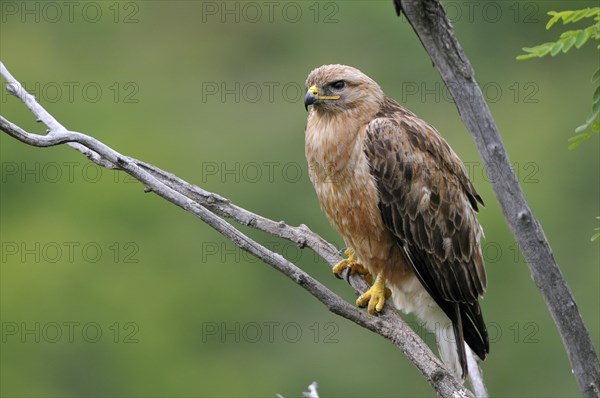 Long-legged buzzard (Buteo rufinus) female sitting on branch