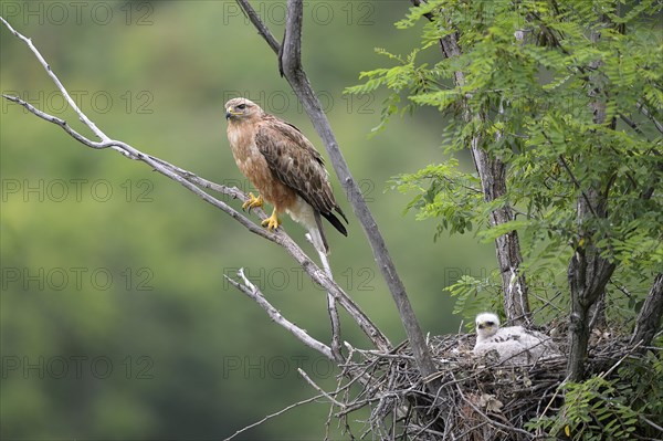 Long-legged buzzard (Buteo rufinus) female and fledgling in nest