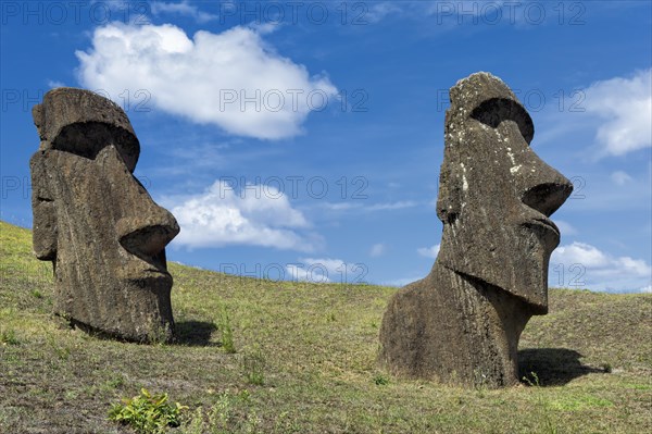 Moais in Rano Raraku