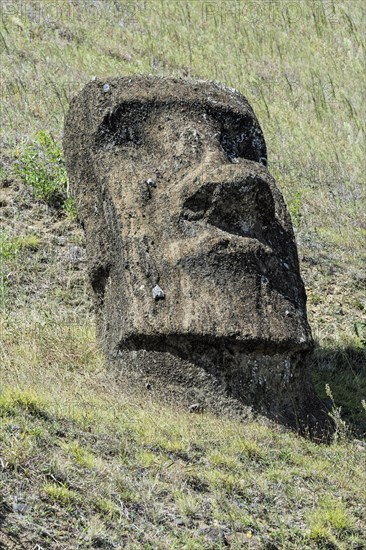 Moai in Rano Raraku