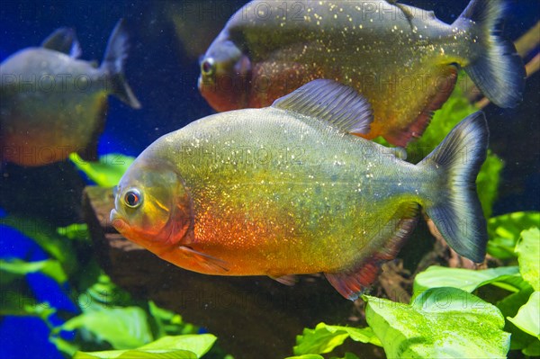 Red-bellied Piranha or Red Piranha (Pygocentrus nattereri)