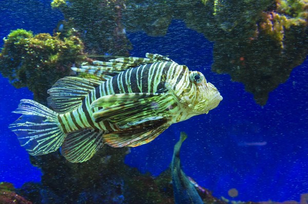 Red Lionfish (Pterois volitans)