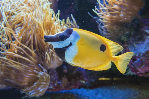 Fox-faced Rabbit fish (Siganus vulpinus)