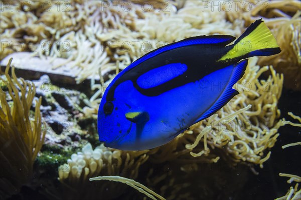 Blue Surgeonfish (Paracanthurus hepatus)