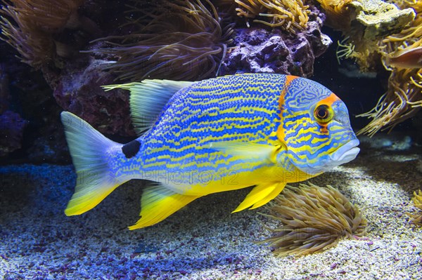 Blue-lined Sea Bream (Symphorichthys spilurus)