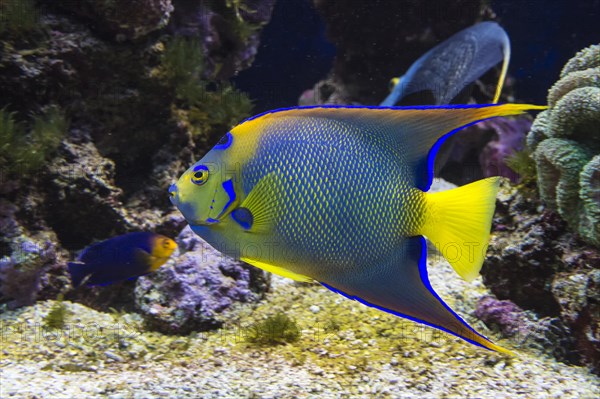 Queen Angelfish (Holacanthus ciliaris)