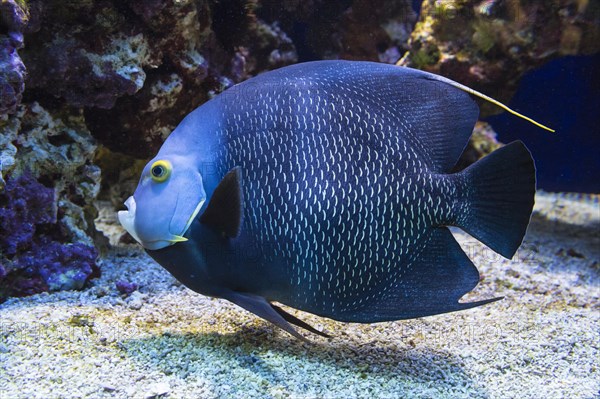 French Angelfish (Pomacanthus paru)