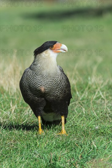 Southern Crested Caracara (Caracara plancus)