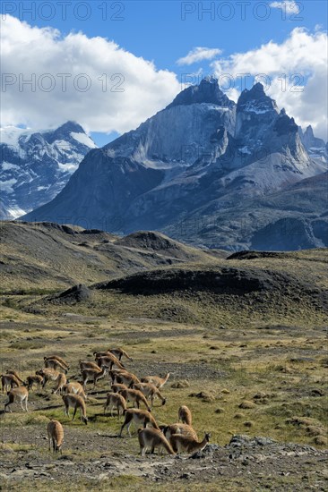 Guanaco herd grazing in the steppes of Torres del Paine National Park