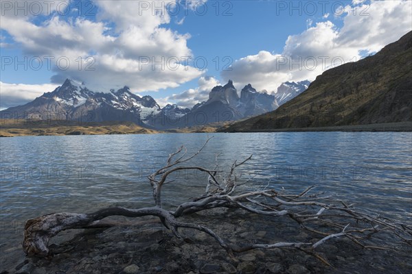 Dead tree in the water