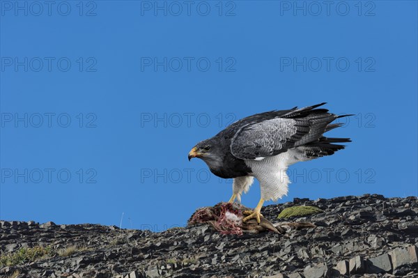 Black-chested Buzzard-Eagle (Geranoaetus melanoleucus australis) feeding on a carcass