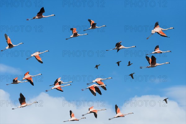 Flock of flying Chilean Flamingos (Phoenicopterus chilensis)