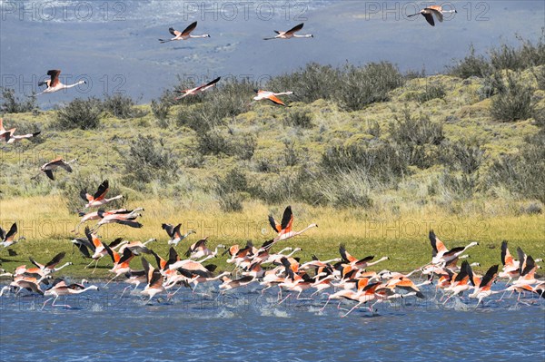 Chilean Flamingos (Phoenicopterus chilensis) taking off