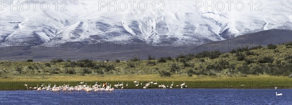 Chilean Flamingos (Phoenicopterus chilensis)