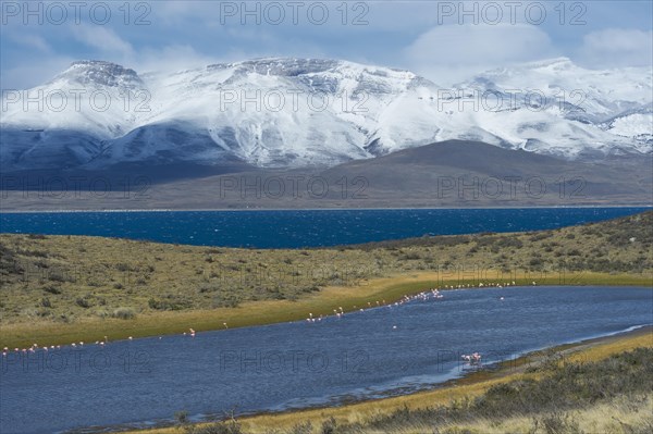 Chilean Flamingos (Phoenicopterus chilensis)