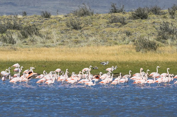 Chilean Flamingos (Phoenicopterus chilensis)