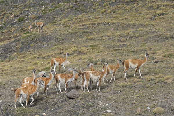 Group of Guanacos (Lama guanicoe) in the steppe