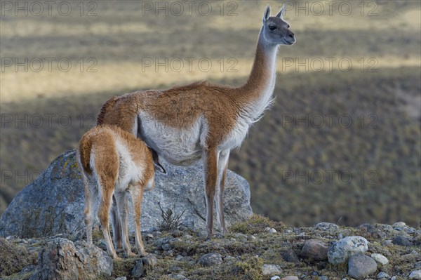 Nursing Guanaco (Lama guanicoe)