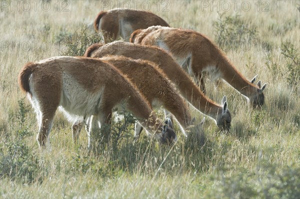 Guanacos (Lama guanicoe) grazing in the steppe