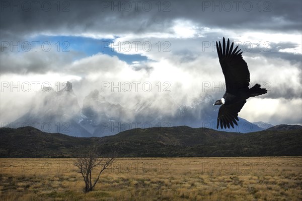 Flying Andean Condor (Vultur gryphus)
