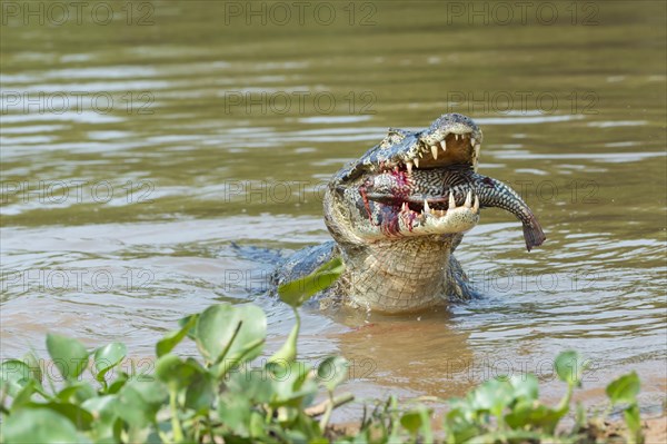 Yacare Caiman (Caiman yacare) devouring a fish