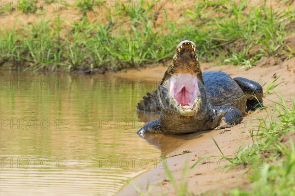 Yacare Caiman (Caiman yacare) at shore with open mouth