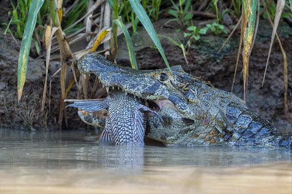 Yacare Caiman (Caiman yacare) devouring a fish