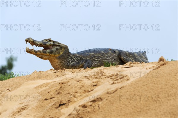 Yacare caiman (Caiman yacare)