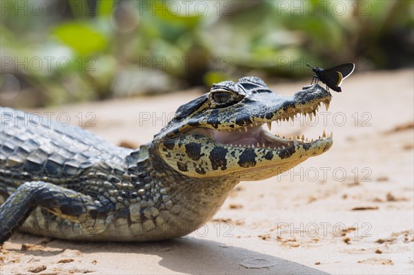 Young Yacare Caiman (Caiman yacare) with a butterfly on its nose