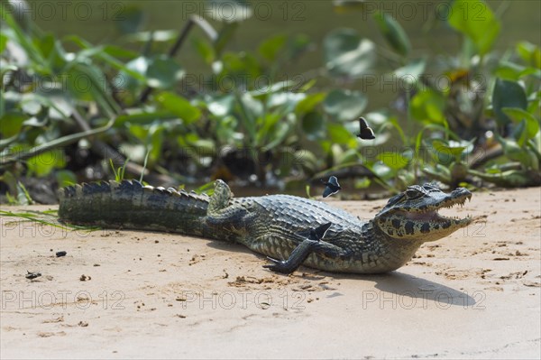 Young Yacare Caiman (Caiman yacare) with flying butterflies on sandbank