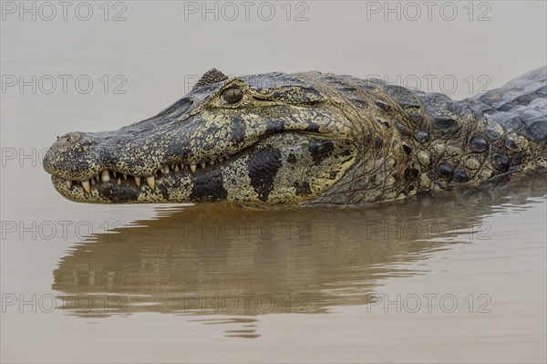 Head of a Yacare Caiman (Caiman yacare)