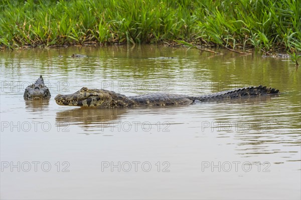 Yacare Caimans (Caiman yacare) in water