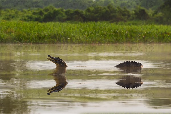 Yacare Caiman (Caiman yacare) in water