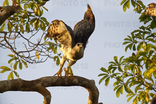 Harpy Eagle (Harpia harpyia)