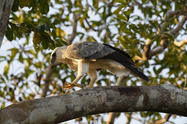 Harpy Eagle (Harpia harpyia)