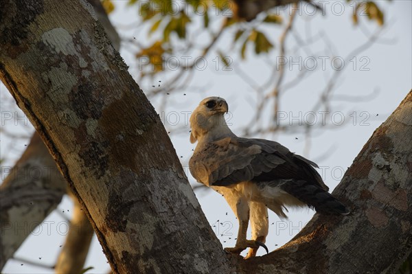 Harpy Eagle (Harpia harpyia)