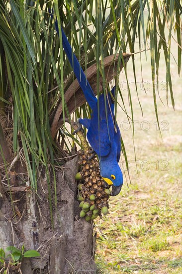 Hyacinth Macaw (Anodorhynchus hyacinthinus)