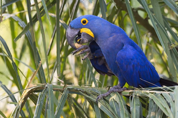 Hyacinth Macaw (Anodorhynchus hyacinthinus)