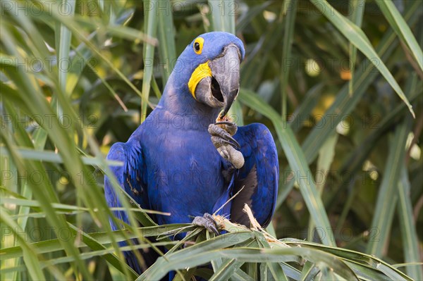 Hyacinth Macaw (Anodorhynchus hyacinthinus) feeding on nuts