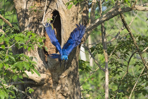 Hyacinth Macaw (Anodorhynchus hyacinthinus) flying out of its tree nest