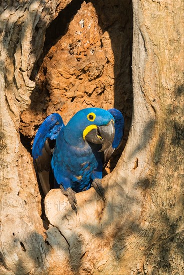 Hyacinth Macaw (Anodorhynchus hyacinthinus) in its tree nest