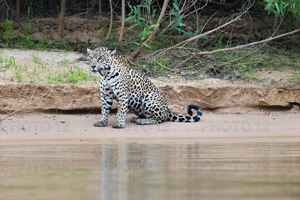 Jaguar (Panthera onca) sitting on a riverbank